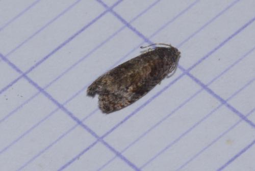 Endothenia sp.